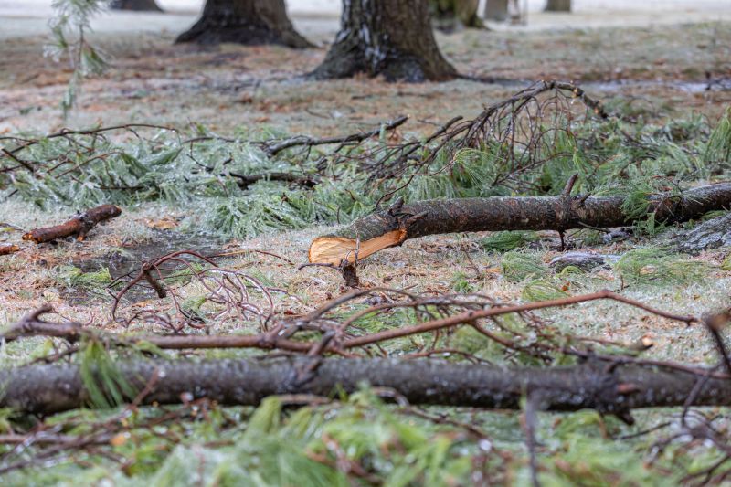 Pine Needles Removal in Ventura County, CA