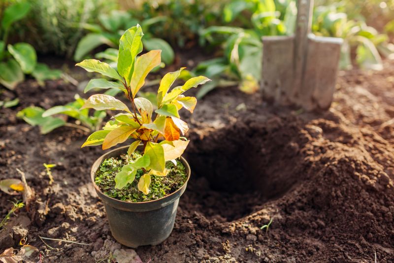 Plant Replacement in Ventura County, CA