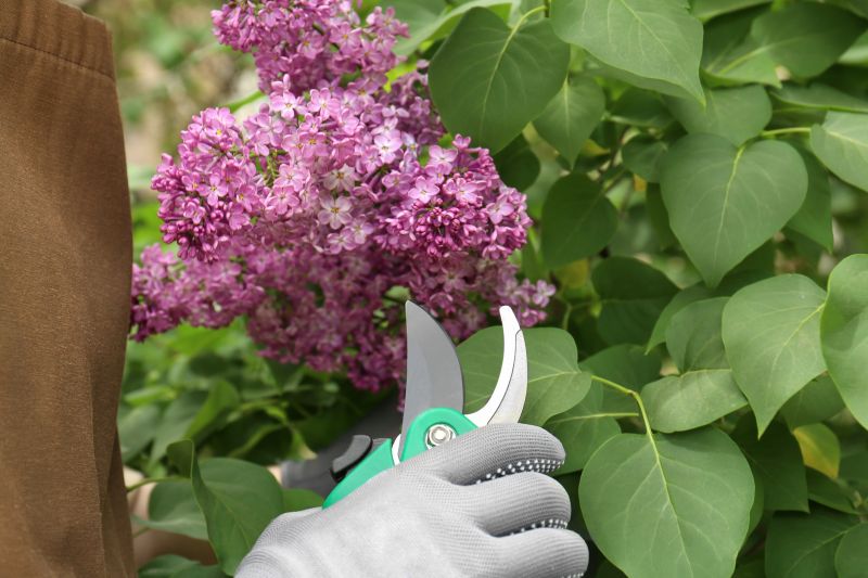 Rhododendron Pruning in Honolulu, HI